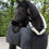 Thumbnail: Close-up van zwarte showdeken op paard met witte teddy fleece kraag – HB Showtime Desir Luxe