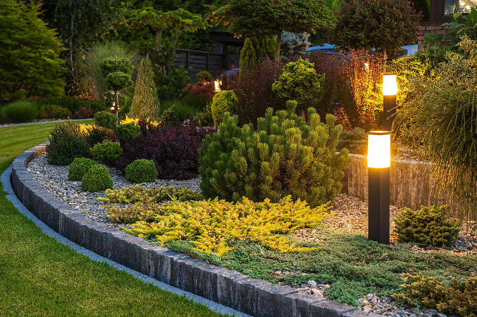 Illuminated garden at dusk featuring diverse green shrubs, vibrant yellow ground cover, and glowing path lights on a gravel bed.