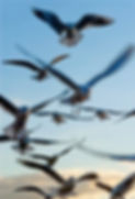 Seagulls_edited_edited.jpg