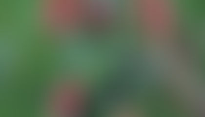 Kaboutertje : fuchsia van de maand september 2021