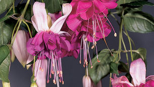 Bella Rosella : fuchsia van de maand juni 2021