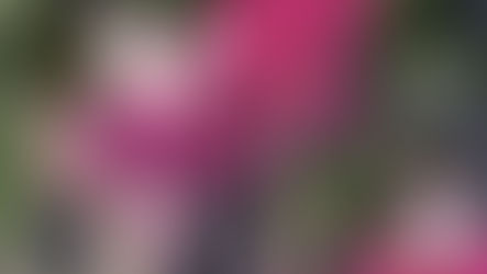 Bella Rosella : fuchsia van de maand juni 2021