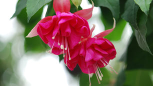 RUPPEL BELLEKE: fuchsia van de maand juni 2019
