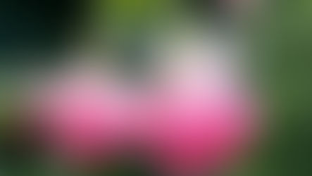 Kit Oxtoby: fuchsia van de maand juli 2020