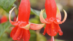 Chang : fuchsia van de maand september 2020