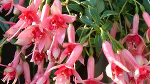 Walz Fontein : fuchsia van de maand oktober 2019