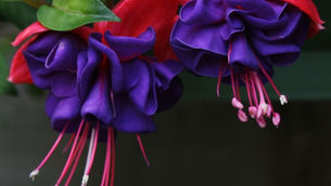 Dark Eyes: fuchsia van de maand april 2020