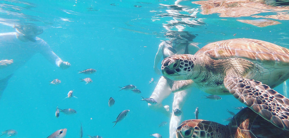 Green Turtles a plenty Barbados West Coast Shasa Catamaran cruises 