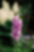 Purple foxglove flowers with speckled interiors on a tall green stem, set against a blurred green and cream background.
