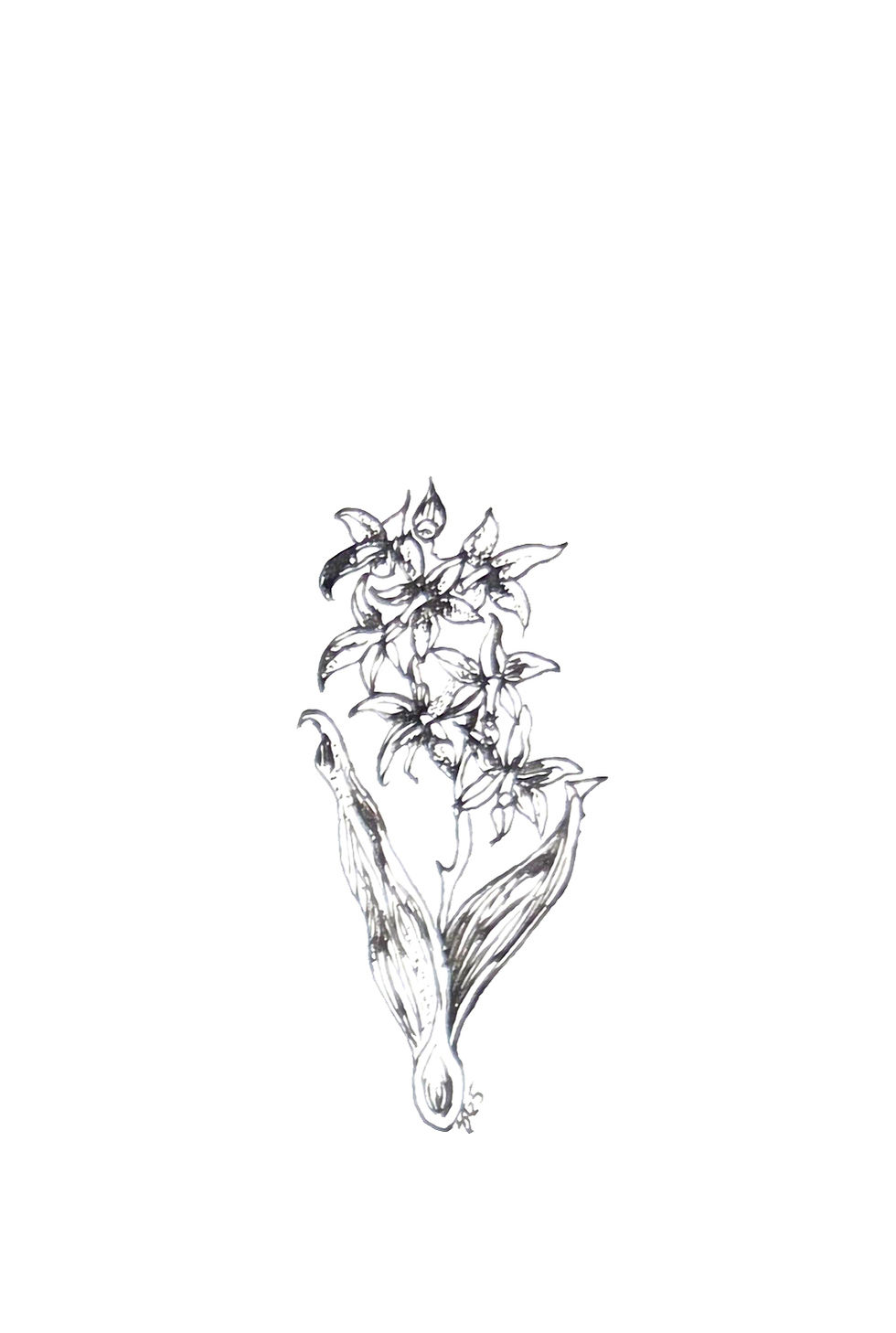 Orchid Ink Illustration 4: black ink drawing of an upright spray of star-shaped orchid blooms above two broad curved leaves.