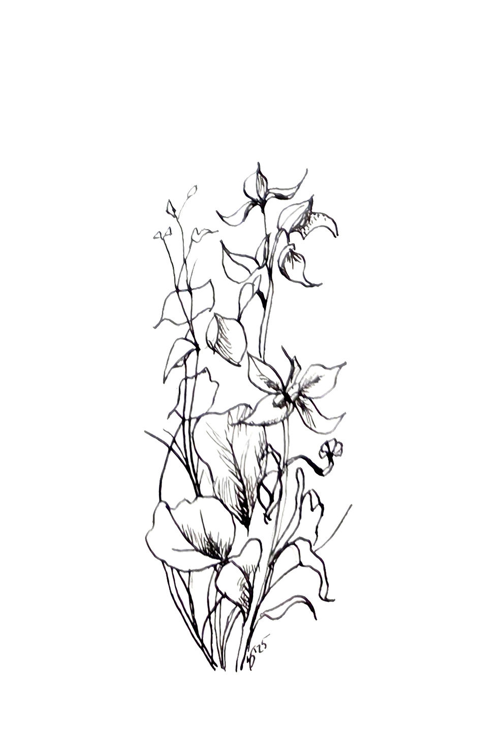 Orchid Ink Illustration 2: black ink drawing of a branching orchid plant with blooms in several stages of opening.