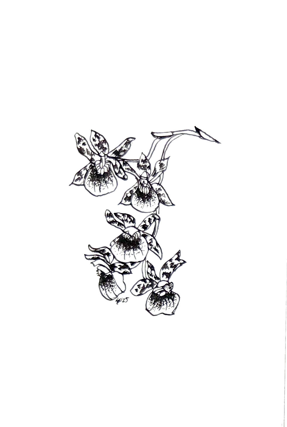 Orchid Ink Illustration 3: black ink drawing of an arching branch with five speckled orchid blooms and shaded lips.
