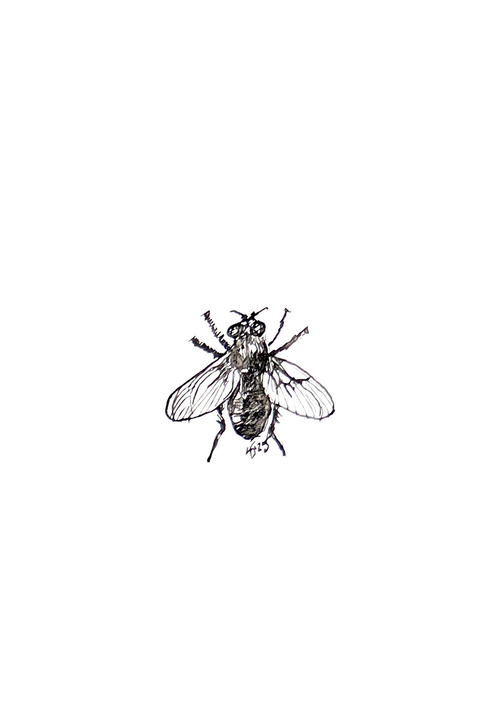 Fly ink illustration black and white gothic insect artwork
