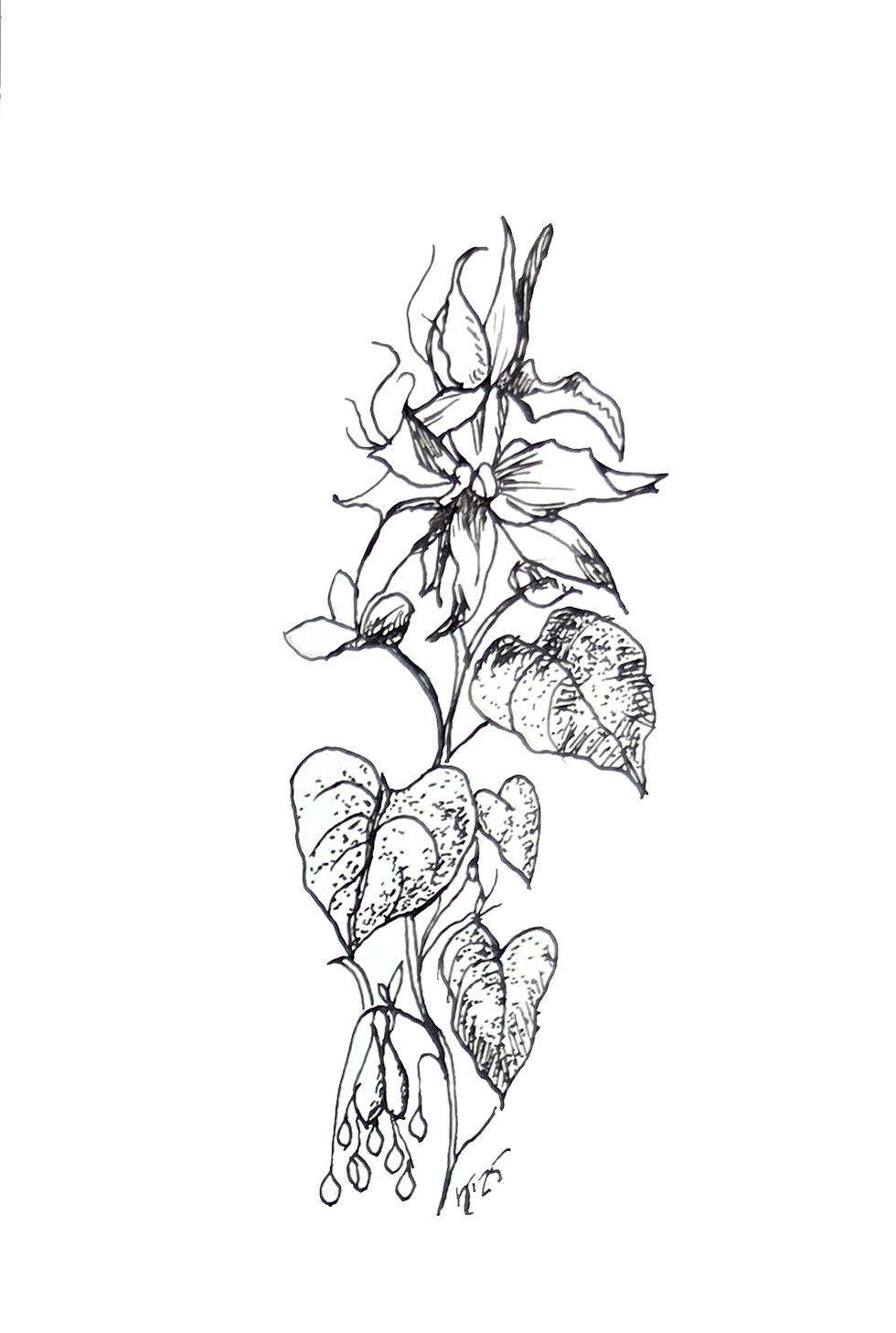 Clematis Crispa original ink illustration, botanical black and white artwork hand-drawn from Eleanor’s Garden Collectors Ed.