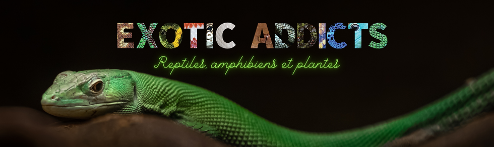 Reptiles, amphibiens et plantes (10.208 x 5 po) (1).png