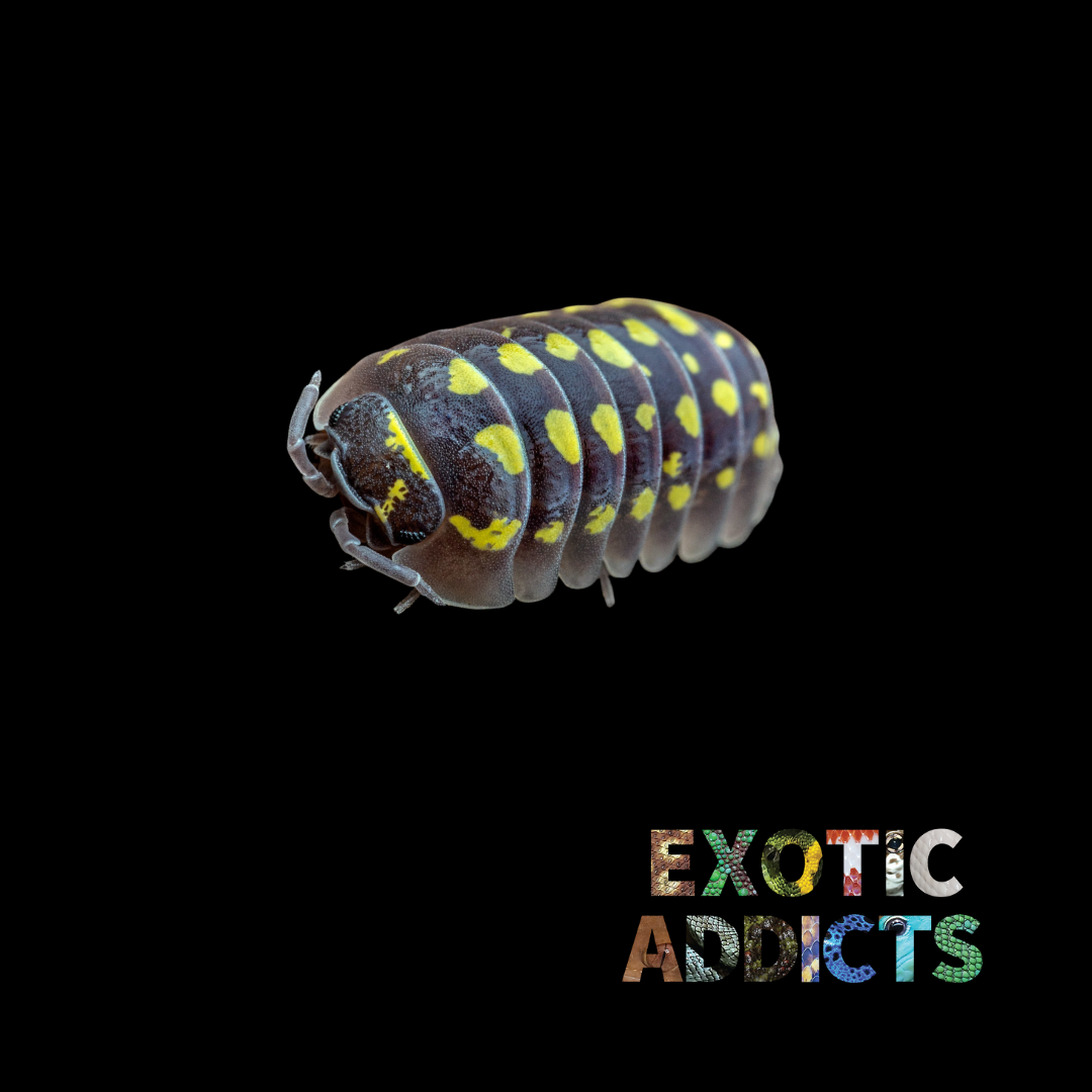 Armadillidium - Gestroï