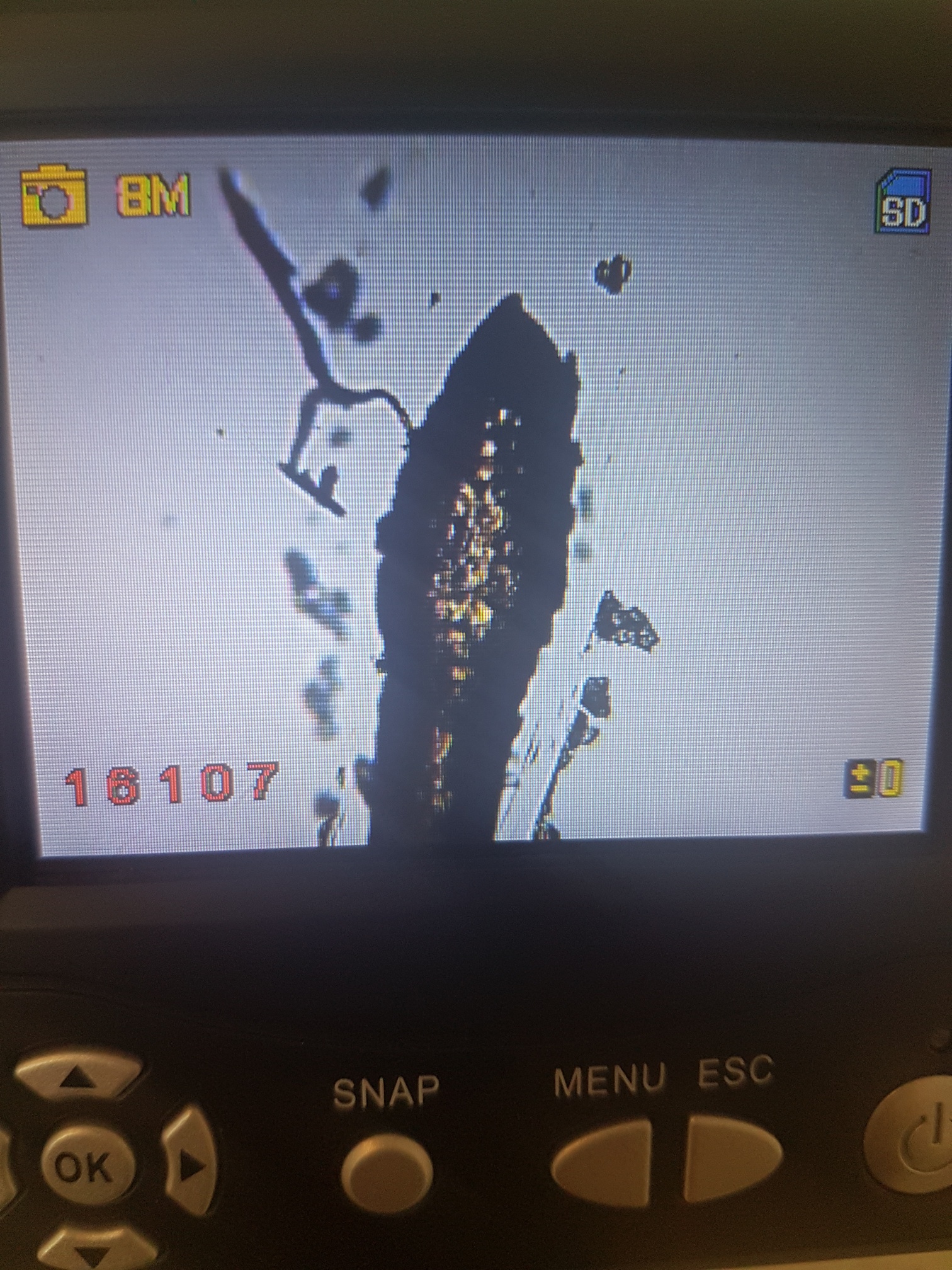 Bulbe capillaire au microscope