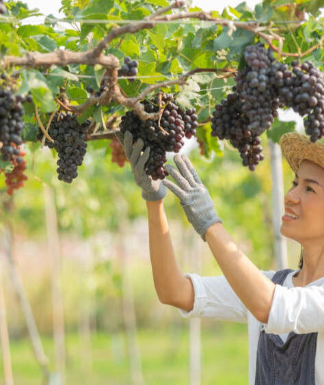 woman growing grapes