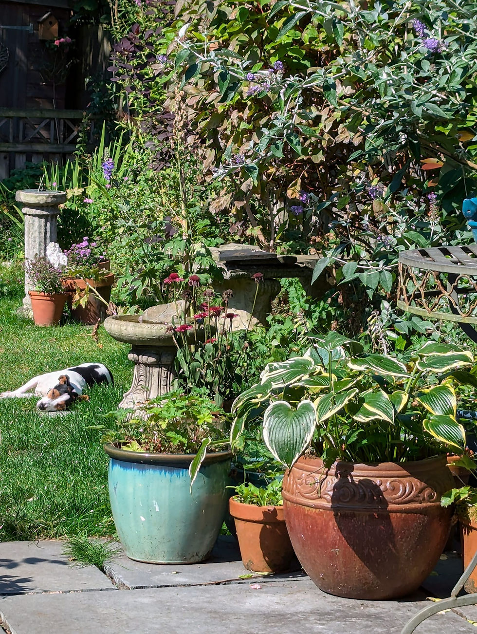 garden5.jpg
