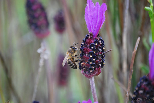 DSC_2803.jpg