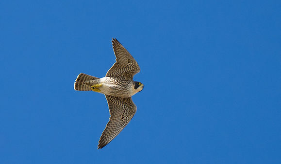 Eagle soaring high up against a bright blue sky