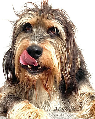 Hund schleckt sich über die Nase.jpg