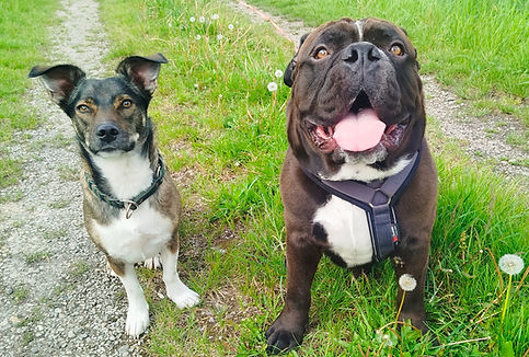 Zwei Hundefreunde.jpg