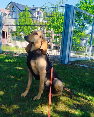 Hund sitzt vor Zaun.jpg