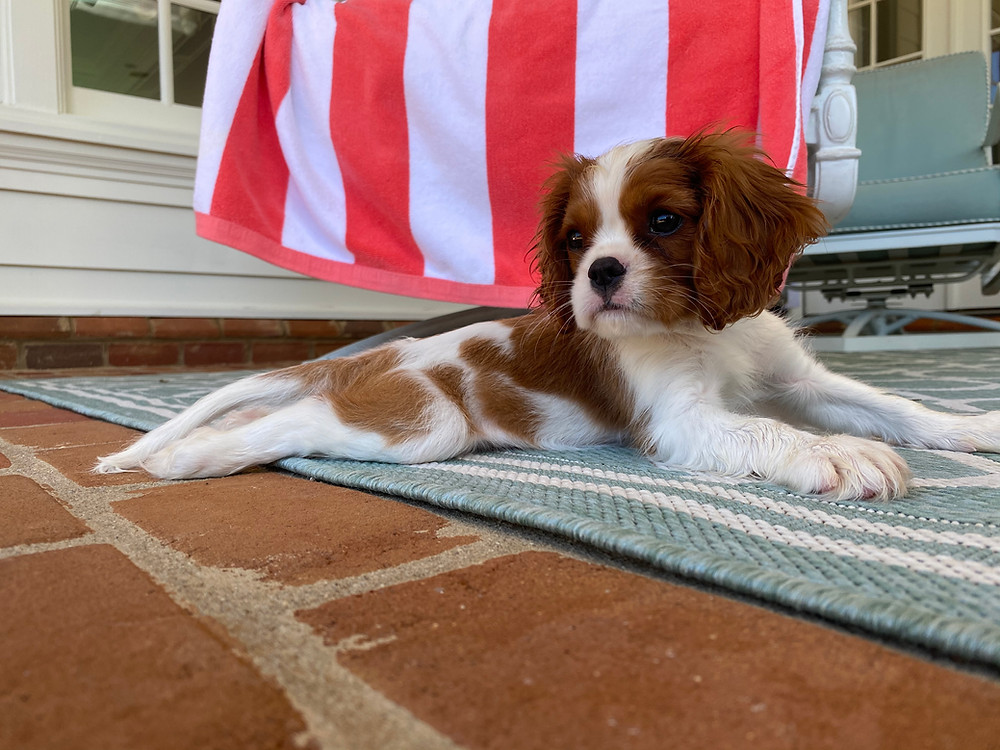 Cavalier King Charles Spaniel, Puppy, Blenheim
