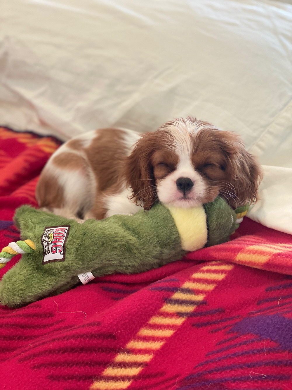 Cavalier King Charles Spaniel, Puppy, Blenheim