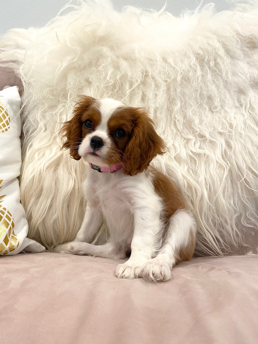Cavalier King Charles Spaniel, Puppy, Blenheim