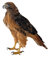 Hawk_PNG_Picture.png