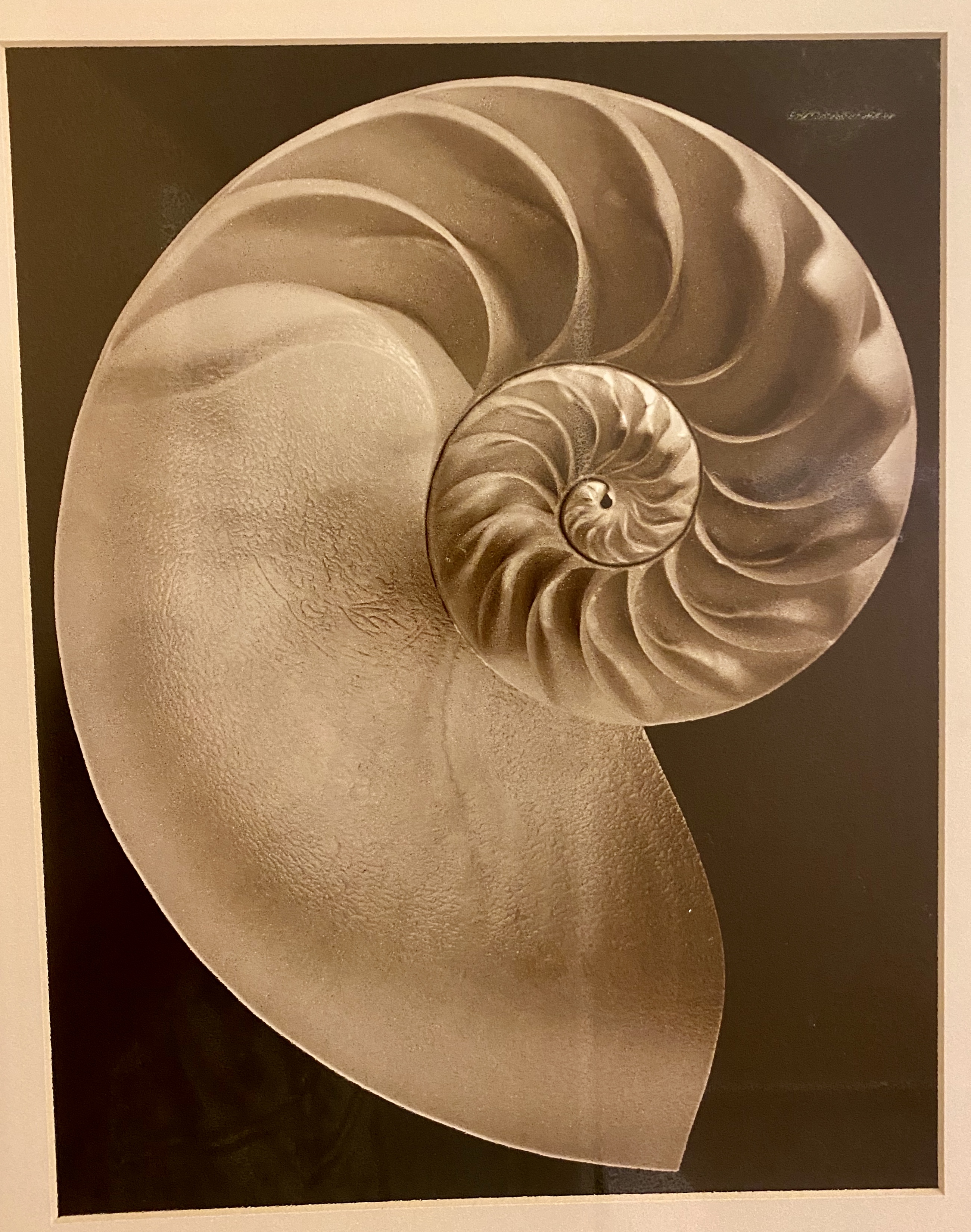 Writer: Tyson Holistic Health