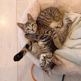 ミッキー＆ミニー