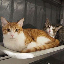 みんと＆ちっぷ