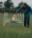 Dog Trainer agility