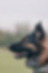 Recall dog behaviour