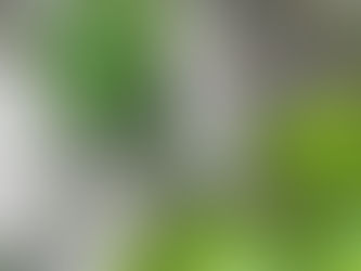 Plante en gros plan dans un environnement naturel évoquant une sensation de calme et d’apaisement, en lien avec la boule au ventre