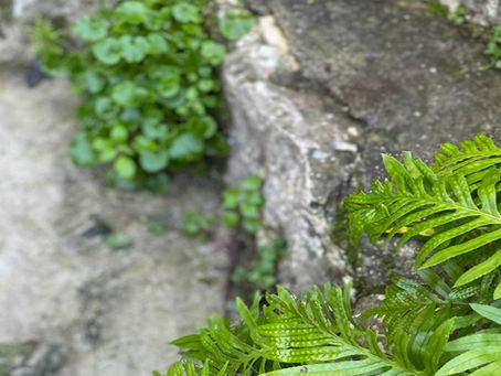 Plante en gros plan dans un environnement naturel évoquant une sensation de calme et d’apaisement, en lien avec la boule au ventre