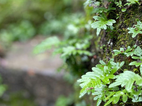 Plante en pleine nature représentant la fatigue émotionnelle et le manque d’énergie dans le corps