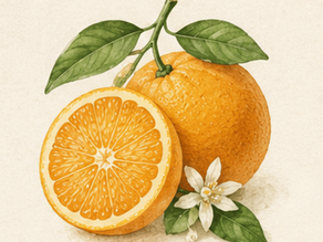 Sweet Orange: A Botanical Note