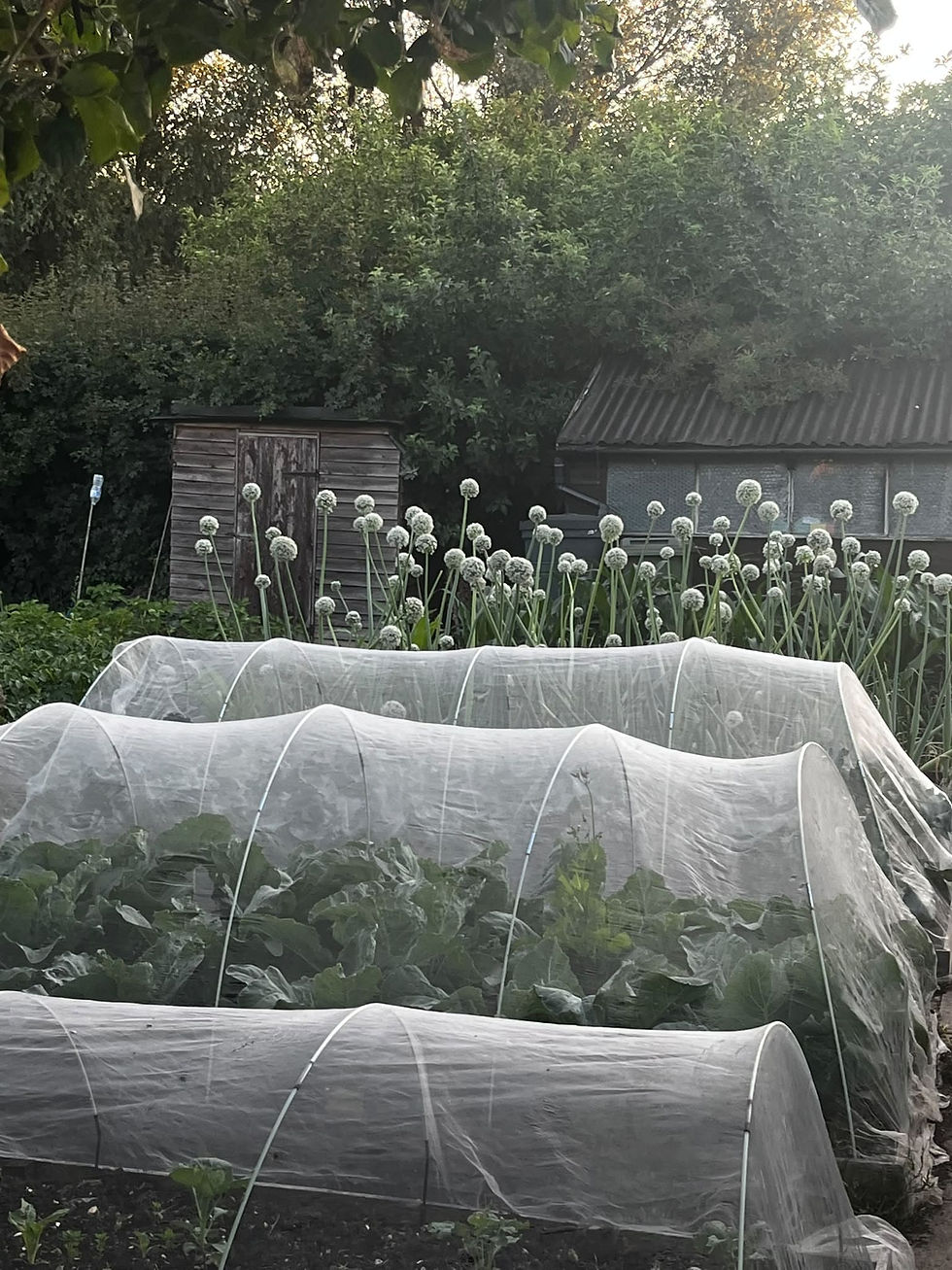 How to Start an Allotment in the UK: What I Wish I Knew