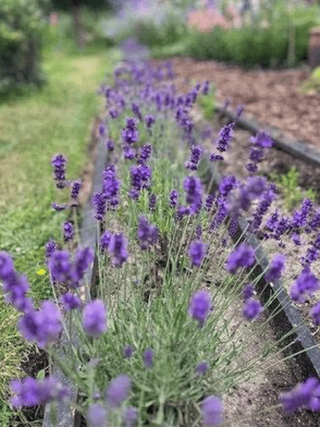 Lavenders in allotment