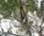 Abbott’s gibbon