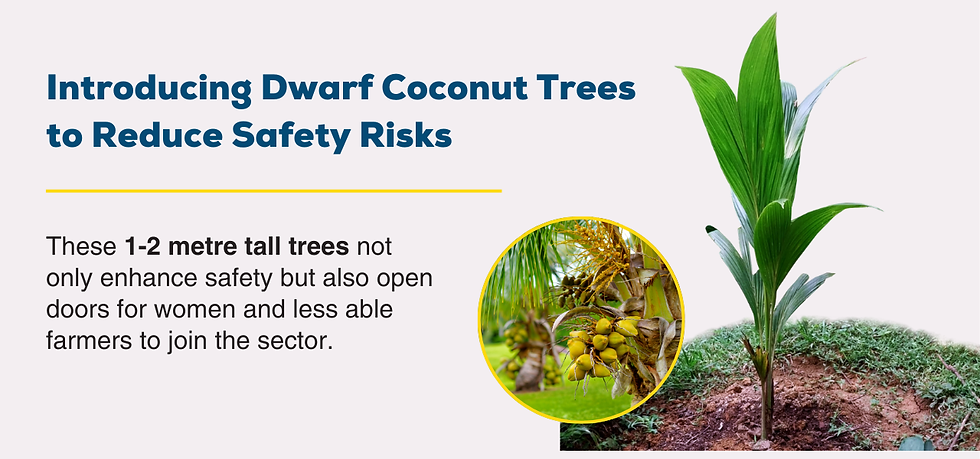 Introducing dwarf coconut trees to reduce safety risks.