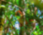 Tricolour langur