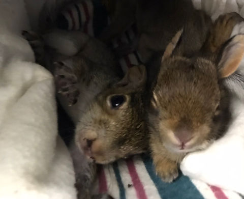 South Carolina wildlife rescues and sanctuaries