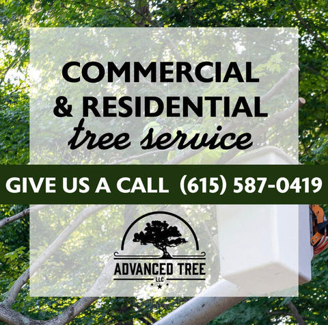 Best tree service Nashville