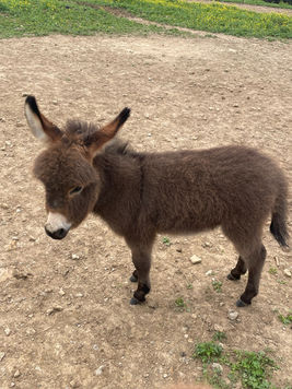 mini donkeys for sale in TN