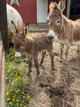 Miniature donkeys for sale TN